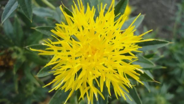 safflower