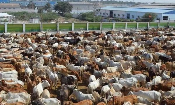 1528788 cow