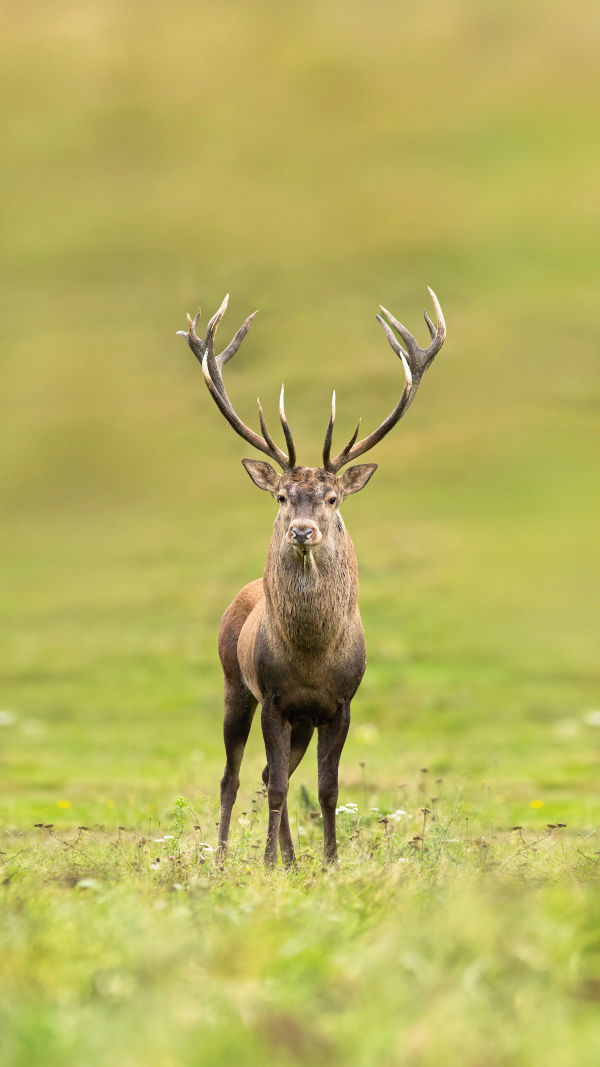 Mystery Elk Habits