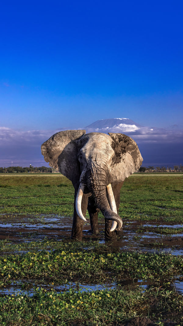 The Elephant Diaries