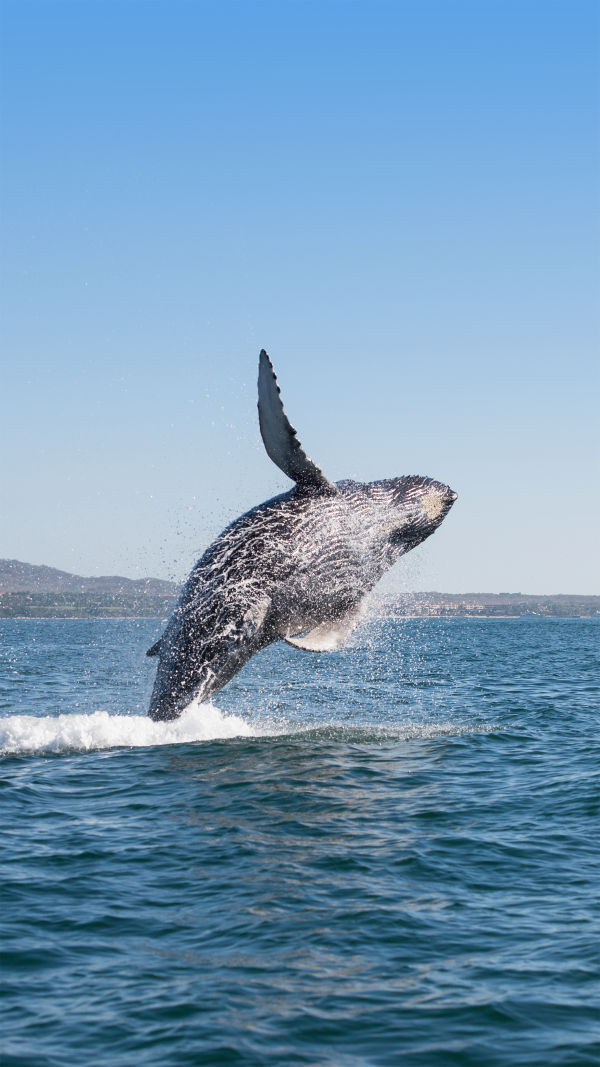 Whale Wonders Revealed