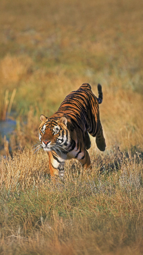Tiger vs Lion