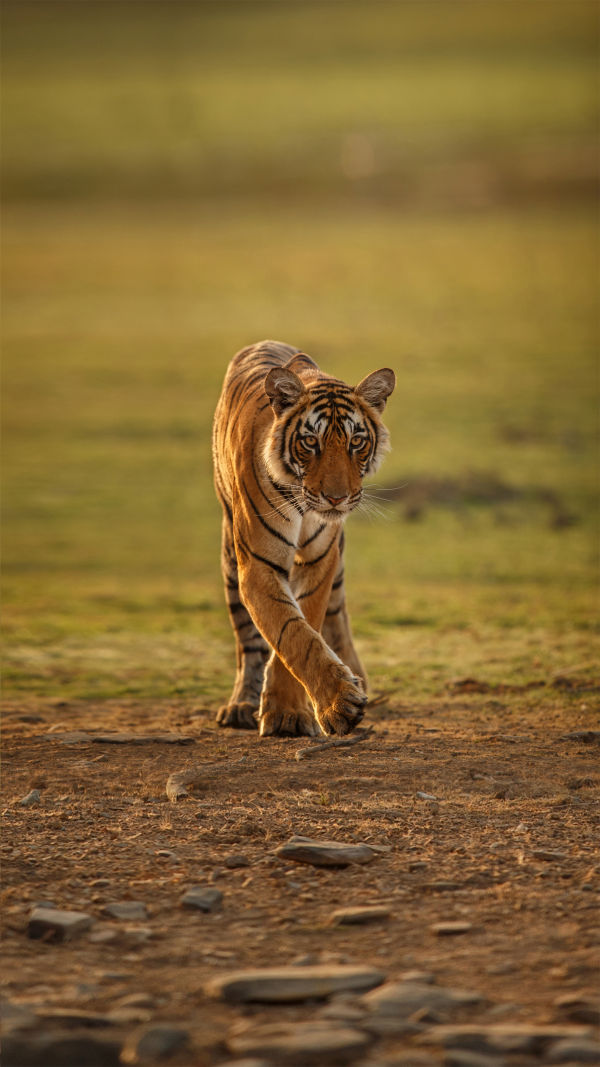 Tigers' Fascinating Facts