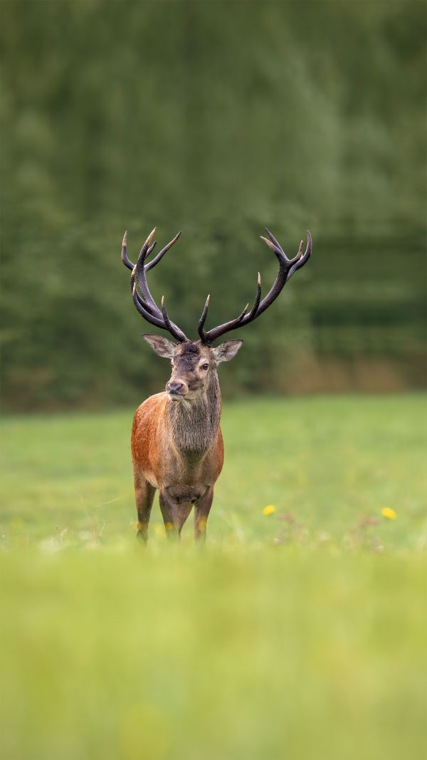 Why Called Elk?
