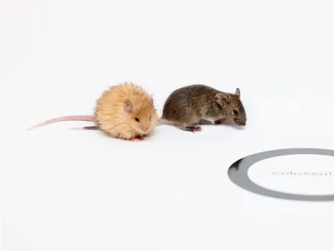 Ilmuwan ciptakan tikus berbulu yang menggemaskan