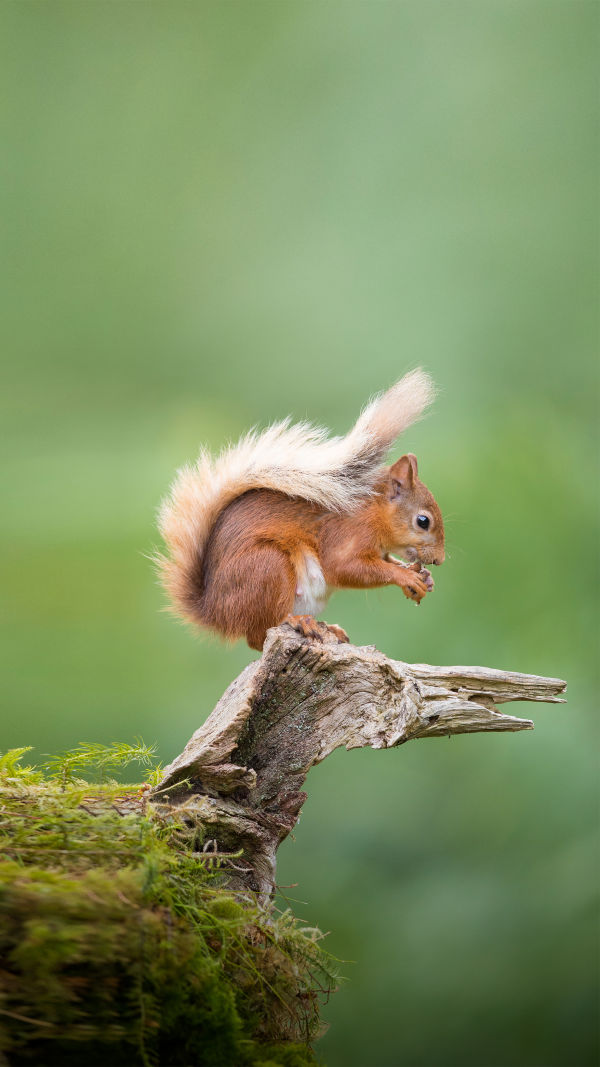 Squirrels in Autumn