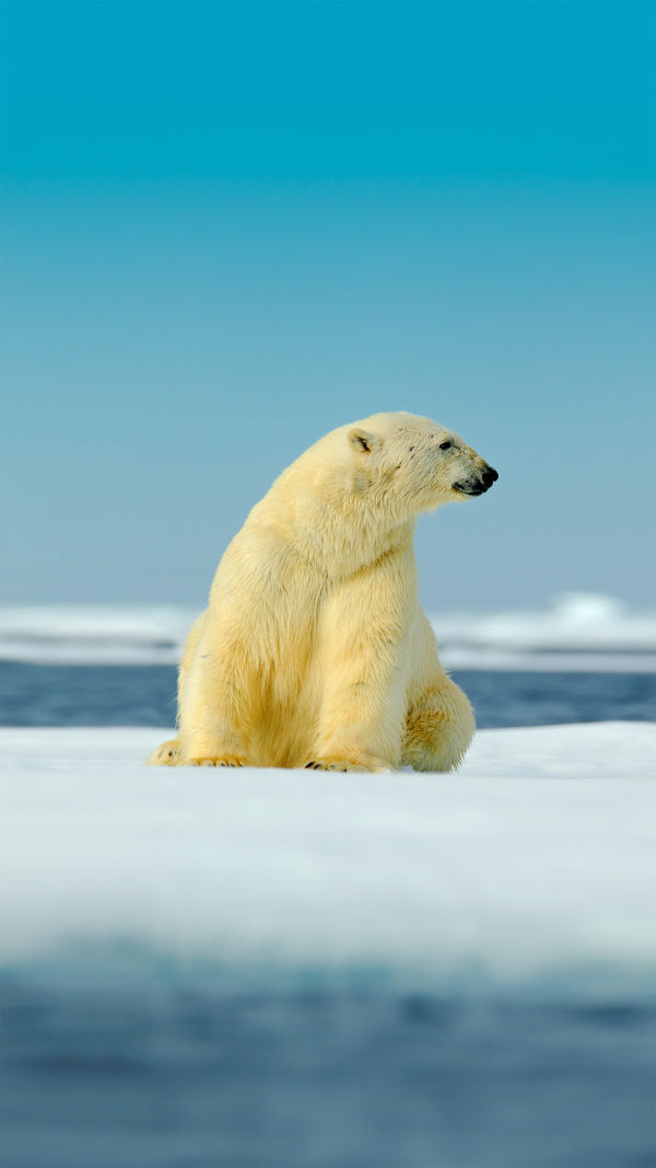 King of Ice