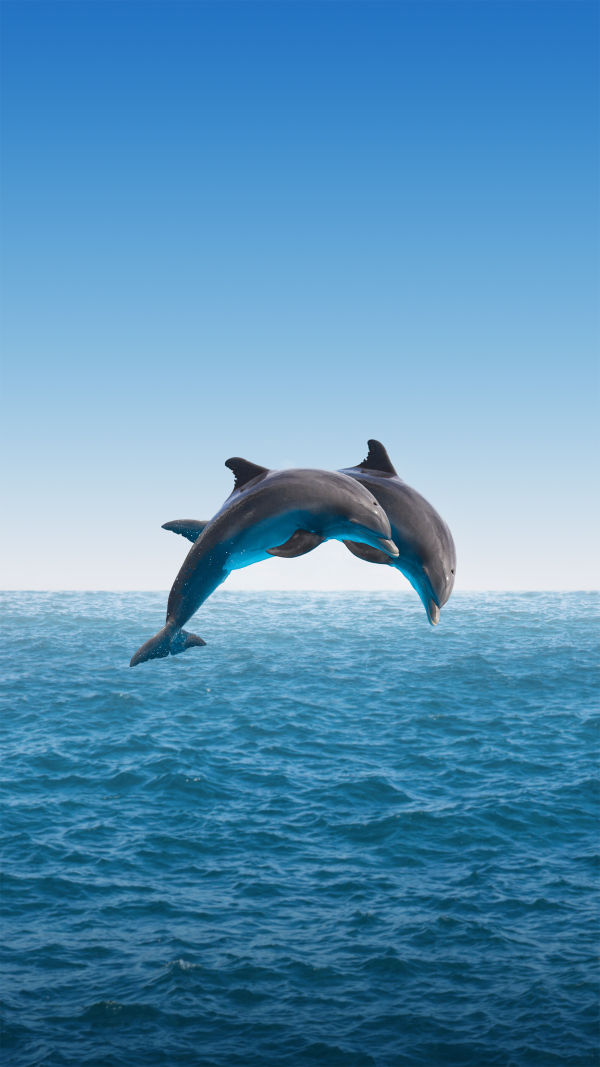 Dolphin Facts Revealed
