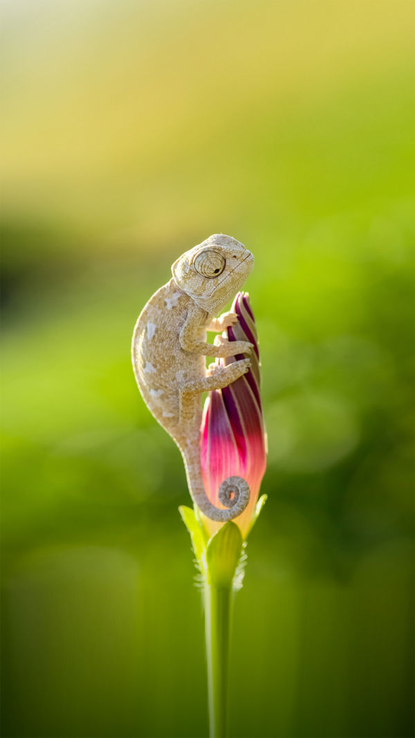 Chameleon Secrets