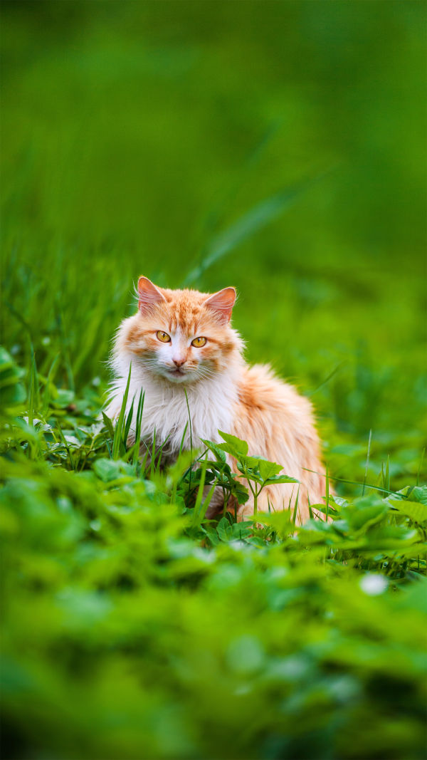 Amazing Cat Facts