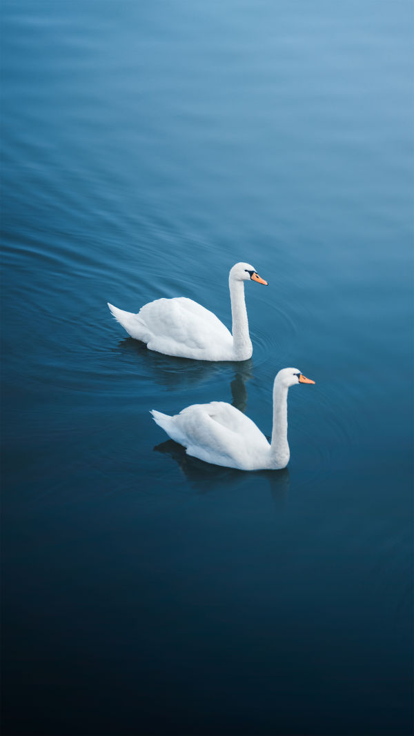 Swan Wonders