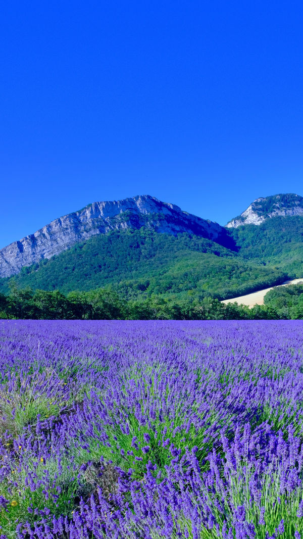 Lavender Fields Awaits!