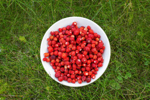 Wild Strawberry Guide