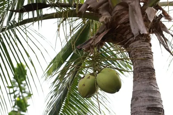 Cara memilih kelapa muda