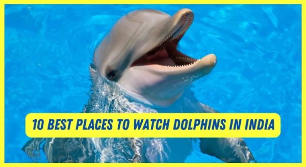10 Best Places To Watch Dolphins In India 1741423561564 1