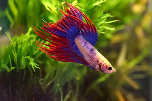 Crowntail Betta Secrets