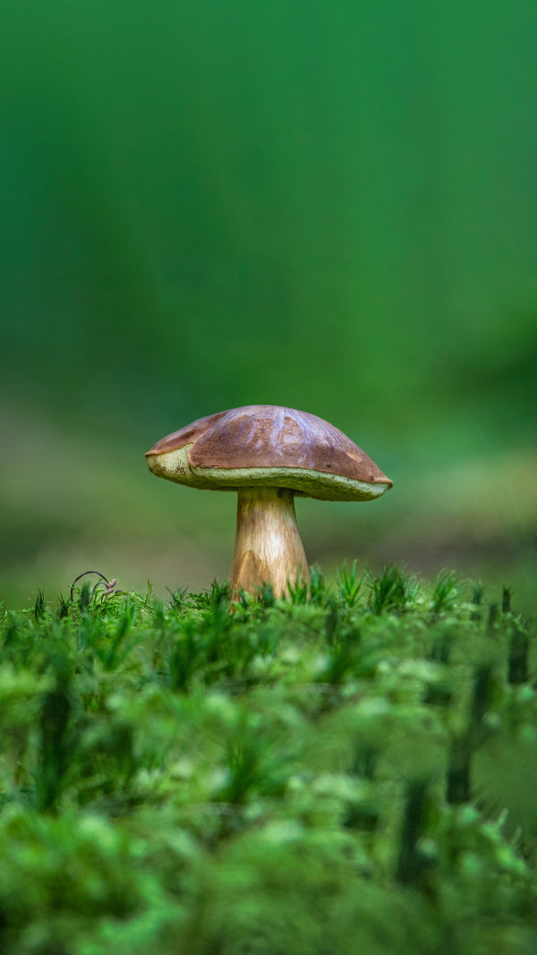 Mushrooms: B Vitamin Power!
