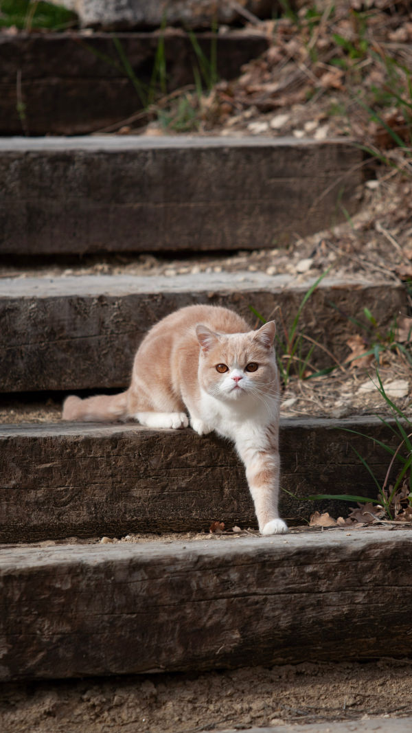 Feline Transport Tips