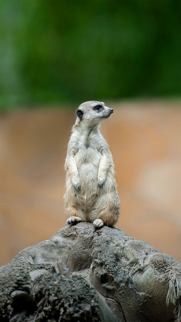 Meerkat: Masters of Survival