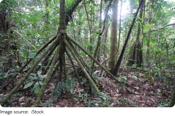 Árvores: chave da vida