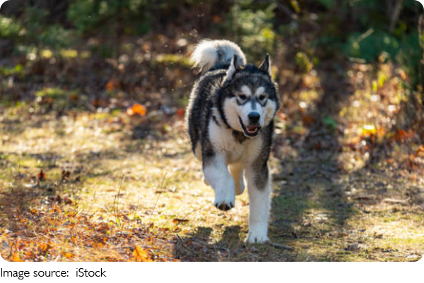 Dog Life Secrets