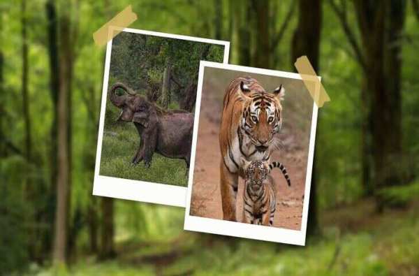 How much do you know about the Kalesar National Park of Haryana, know from the ticket price to everything before the journey