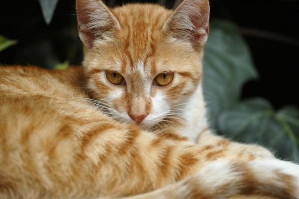KUCING OREN - Foto ilustrasi kucing oren yang diambil dari Freepik pada 21 Maret 2025. Inilah fakta-fakta mengenai kucing oren.