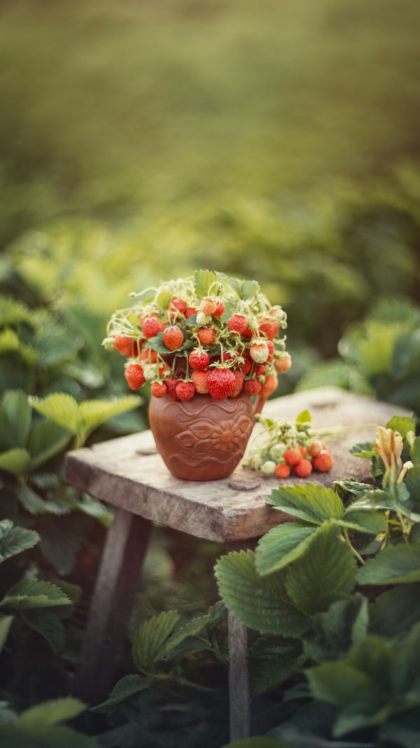 Strawberry on the Balcony