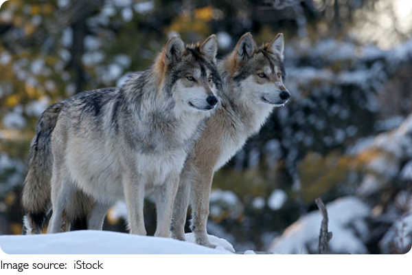 Wolves' Leadership