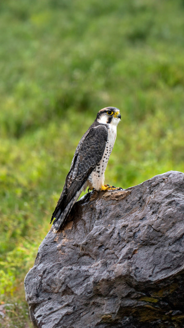 Falconry's Power