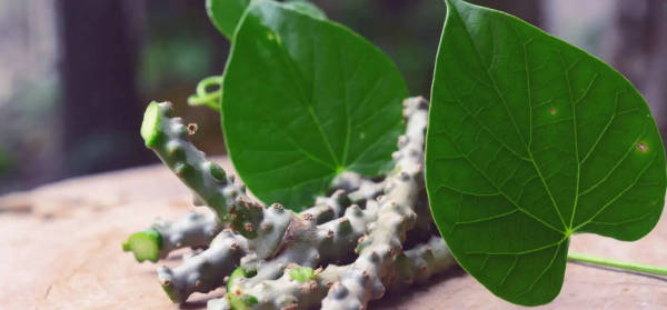 Amazing benefits of Giloy: Learn how to increase your immunity