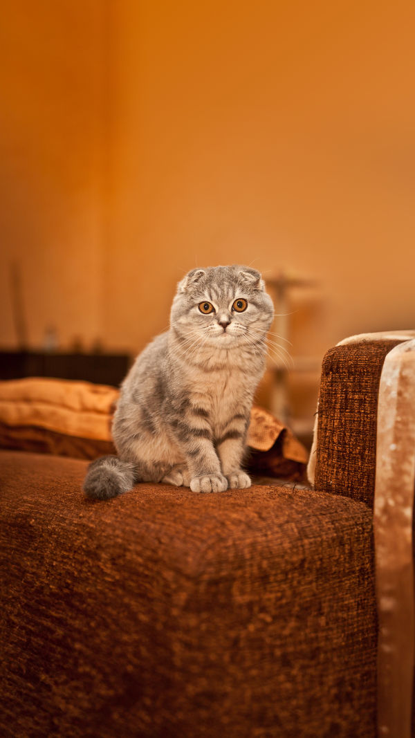 Cat's Charm