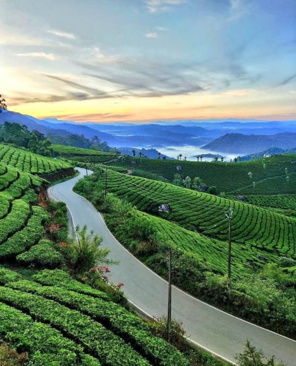 Munnar's Tea Gardens in April