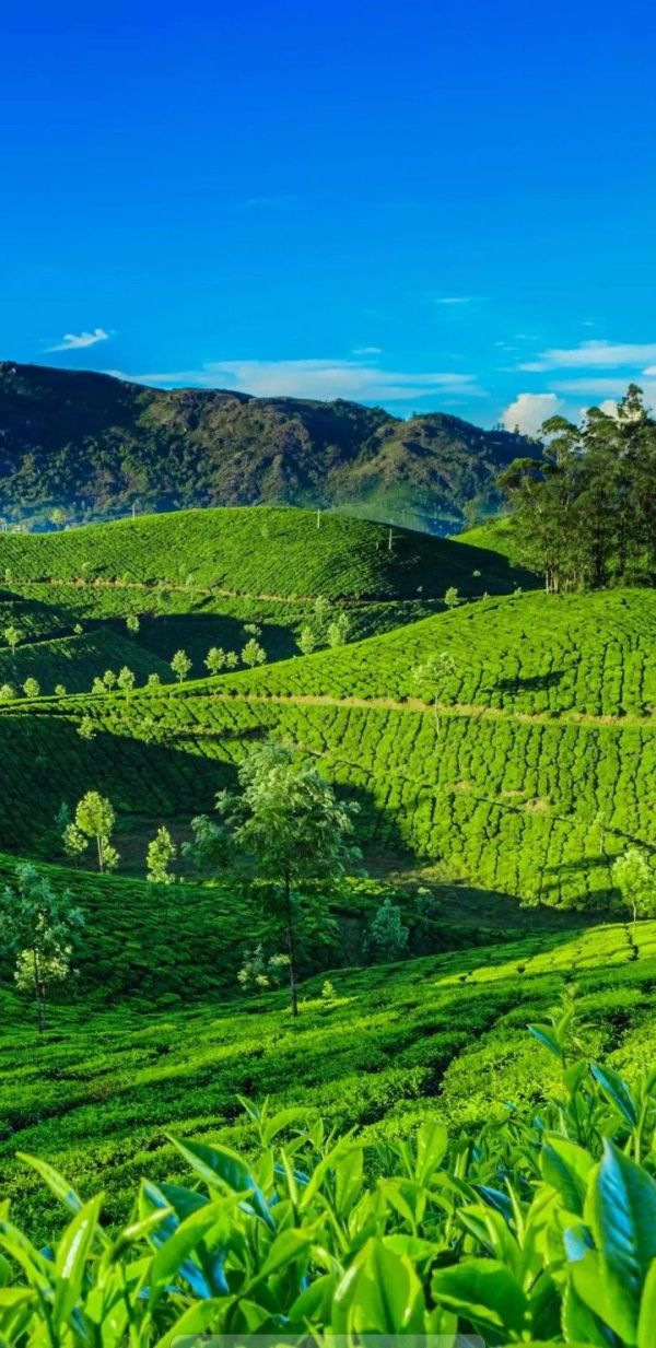 Wayanad’s Forest Trails