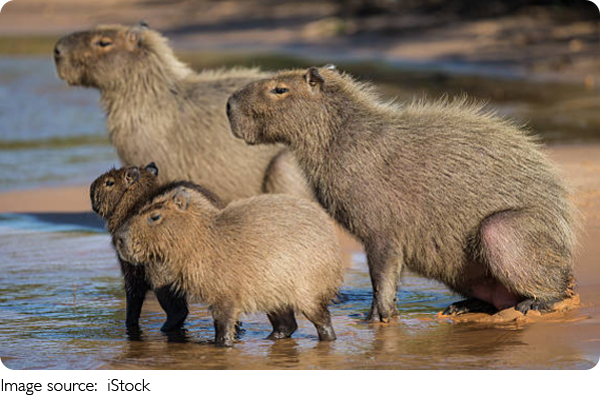 Capibara vs. Mole