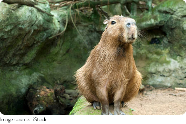 Capibara vs. Mole