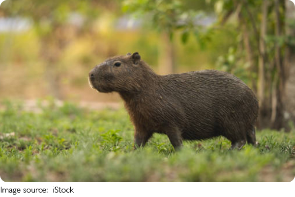 Capibara vs. Mole