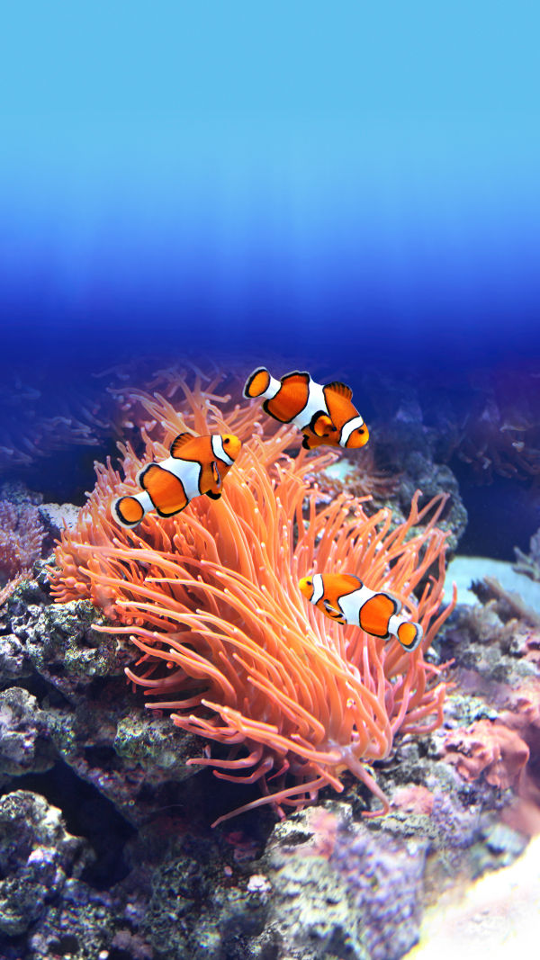 Clownfish Wonders