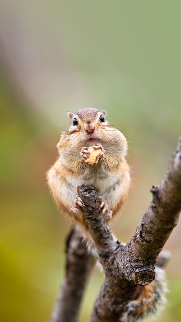 Chipmunk Wonders