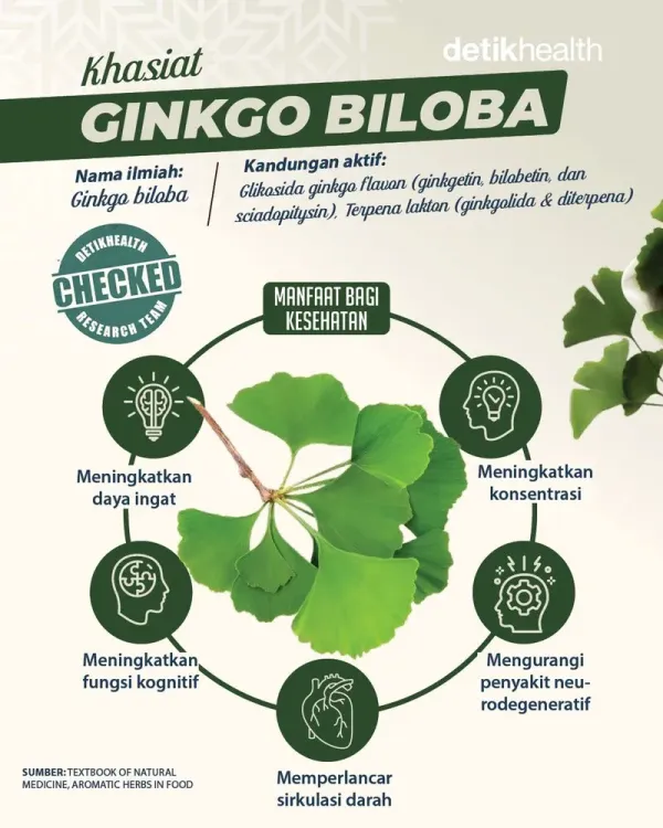 infografis jinten hitam - ginkgo biloba
