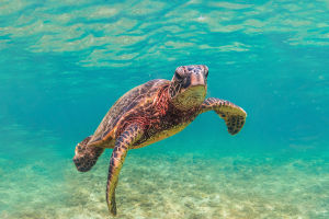Turtle Lifespan Facts