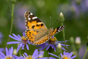 Butterfly Life