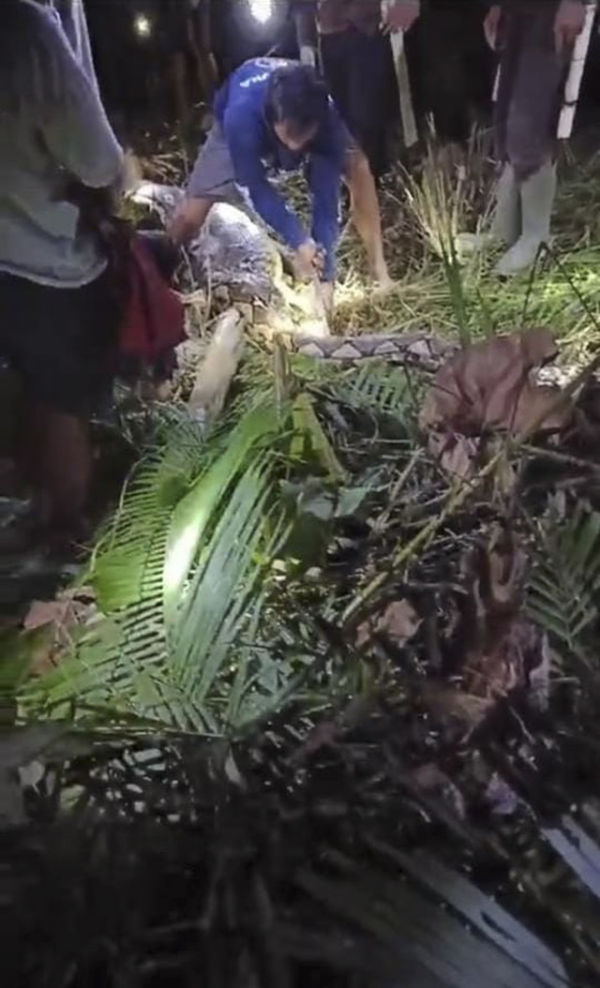 Proses evakuasi seorang nenek didalam perut ular piton di area persawahan di Kelurahan Batu, Kecamatan Pitu Riase, Kabupaten Sidrap, Sulawesi Selatan. Foto: Dok. Istimewa
