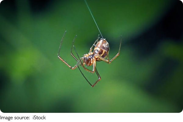 Tierische Baukünstler