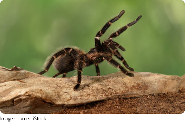 Aranha Trapaceira