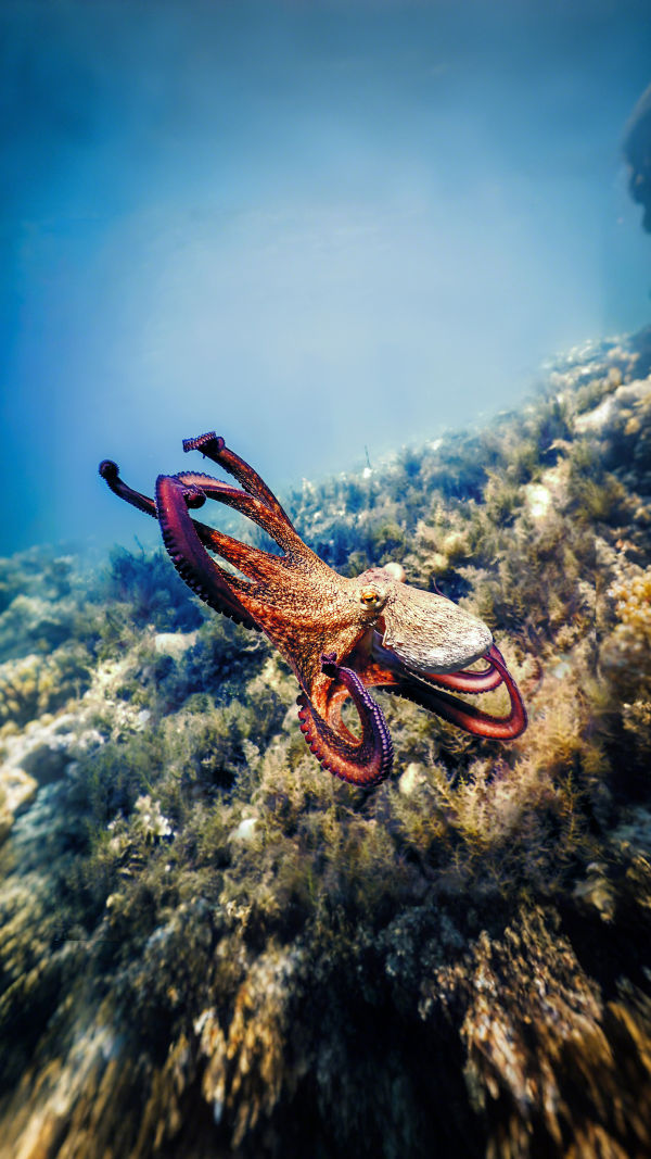 Smart Octopus Facts