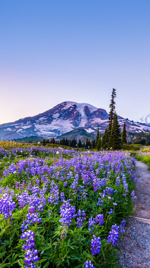 Mount Rainier 2025: Must Go!