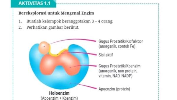 KUNCI JAWABAN - Soal Biologi kelas 12 SMA/MA halaman 5 aktivitas 1.1 bab 1 Enzim dan Metabolisme