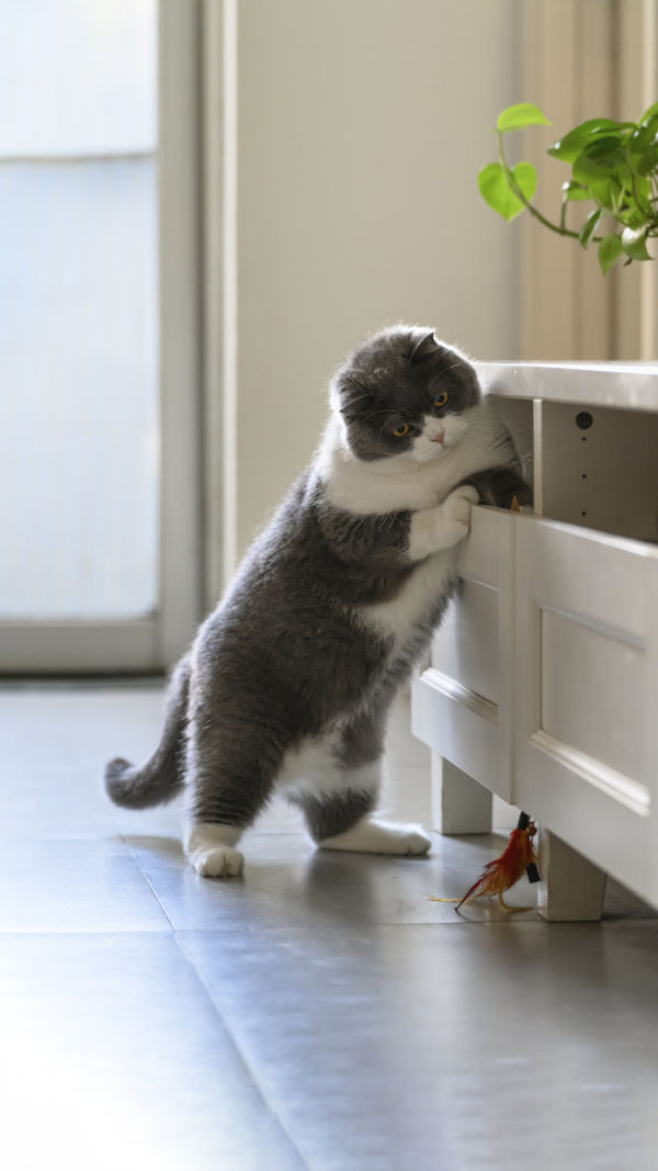 Tips for New Cat Owners