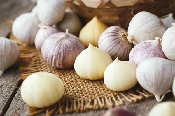 Solo garlic atau bawang putih lanang